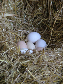eggs in their nest